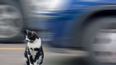 呼吁猫作为狗的公路权利