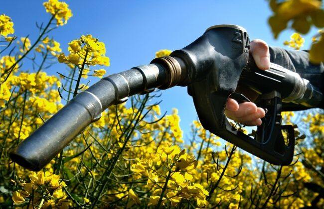 政府采取措施对生物燃料的使用